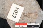 Foto (Detailansicht) von Plantae indet.  (NHMW-GEO-2024-0188-6703)